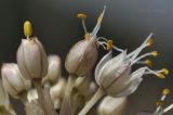 Allium marschallianum. Цветки. Крым, г. Симферополь, окр. мкр-на Пневматика, кромка куэсты. 28.08.2019.