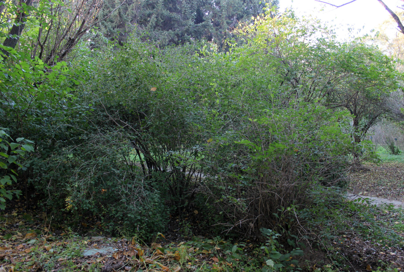 Image of Viburnum mongolicum specimen.