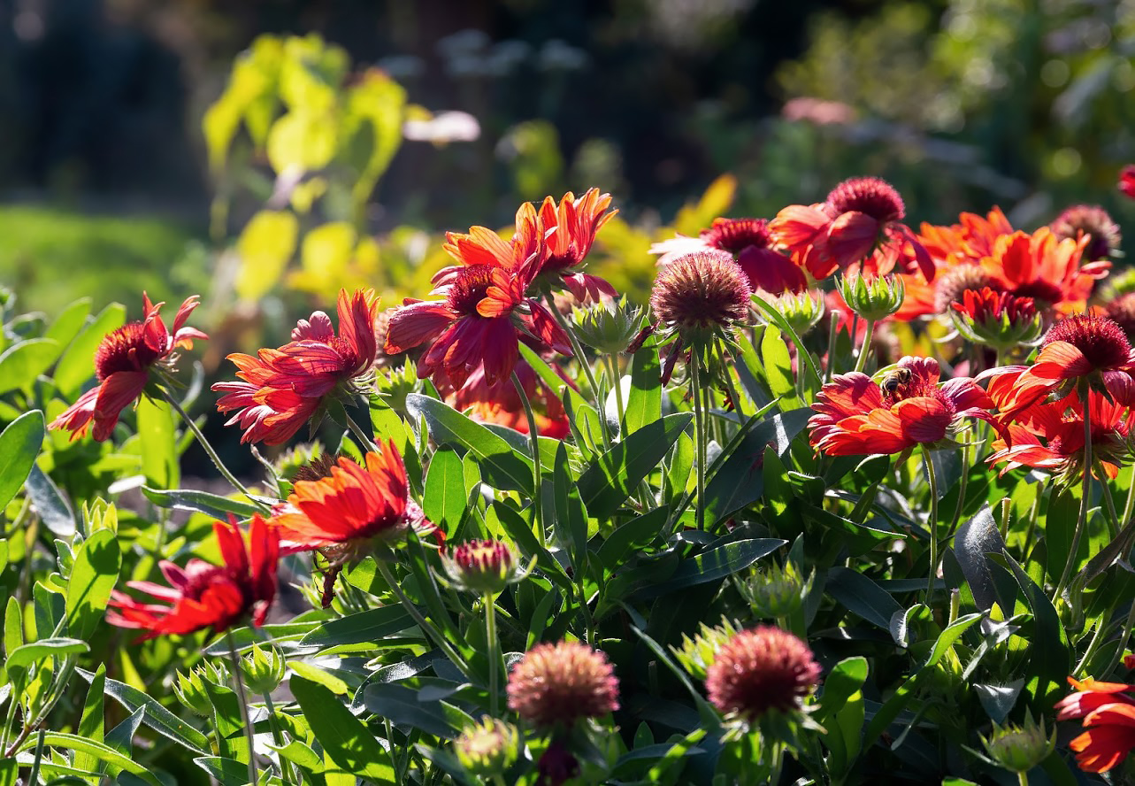 Изображение особи род Gaillardia.