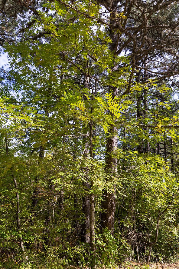 Изображение особи Fraxinus excelsior.