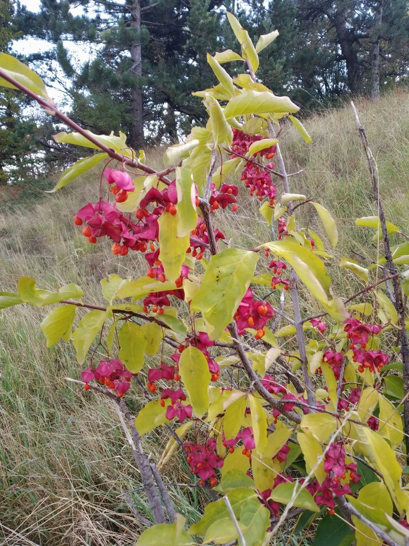 Image of Euonymus latifolius specimen.