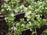 Galium humifusum