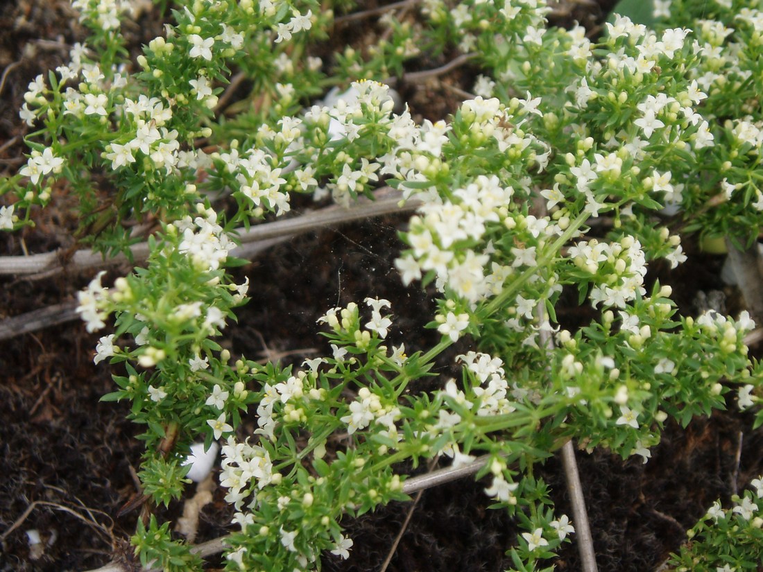 Изображение особи Galium humifusum.