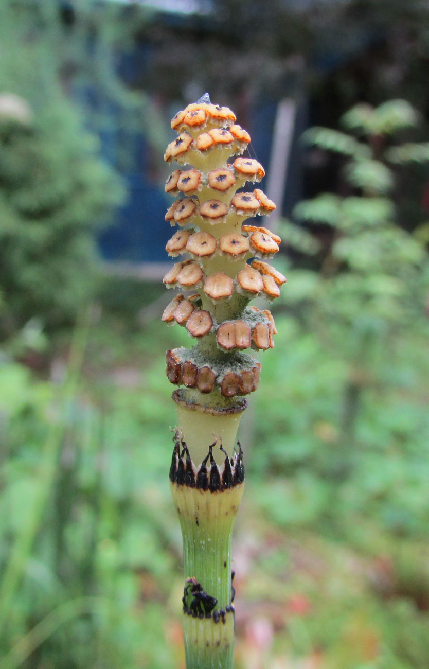 Изображение особи Equisetum hyemale.