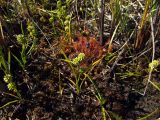 Sparganium hyperboreum. Плодоносящие растения в сообществе с Drosera anglica. Магаданская обл., Ольский р-н, Арманское шоссе, окр. оз. Глухое, на увлажненном заиленом участке около небольшого озерца. 31.07.2017.