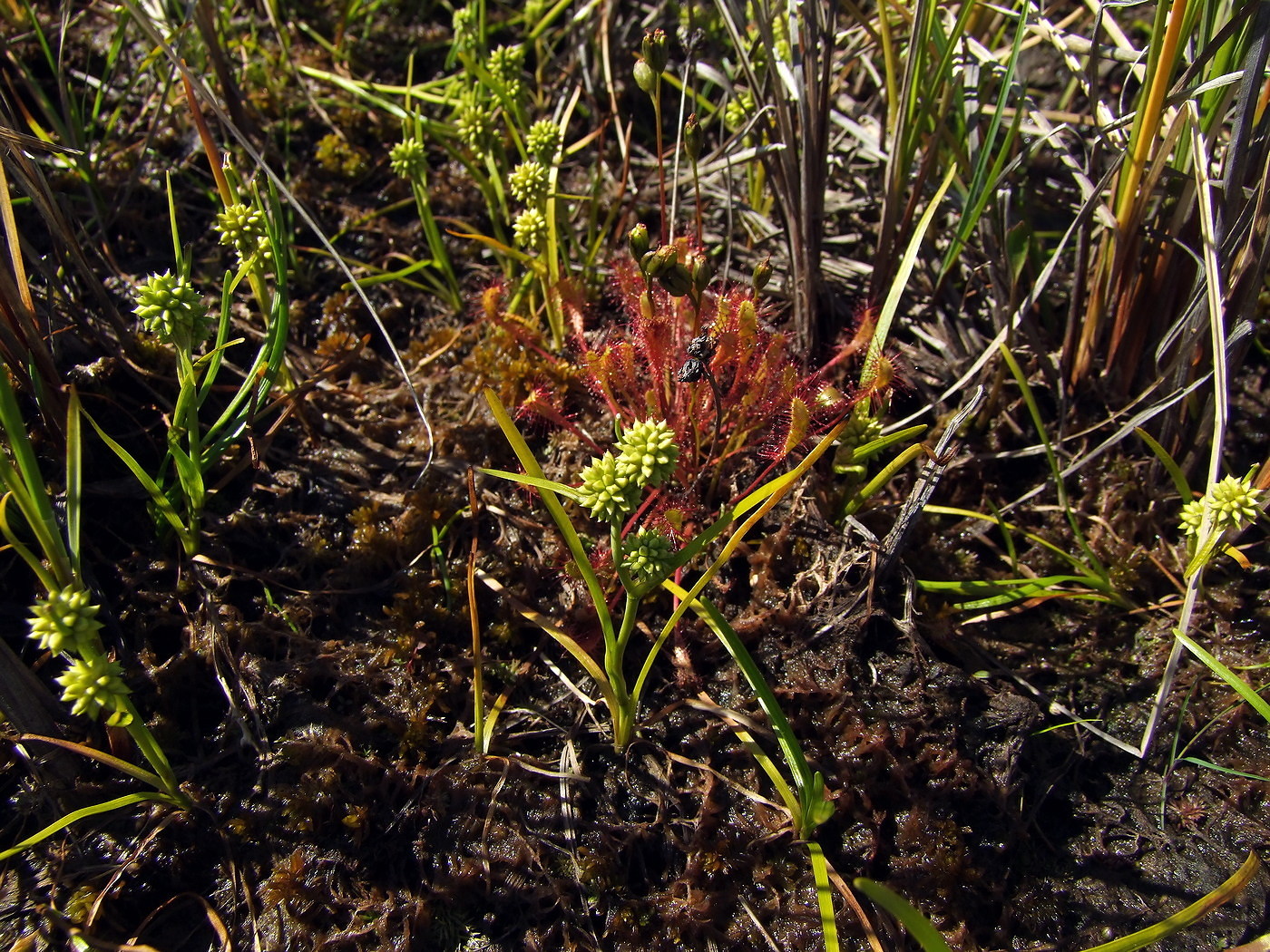 Изображение особи Sparganium hyperboreum.