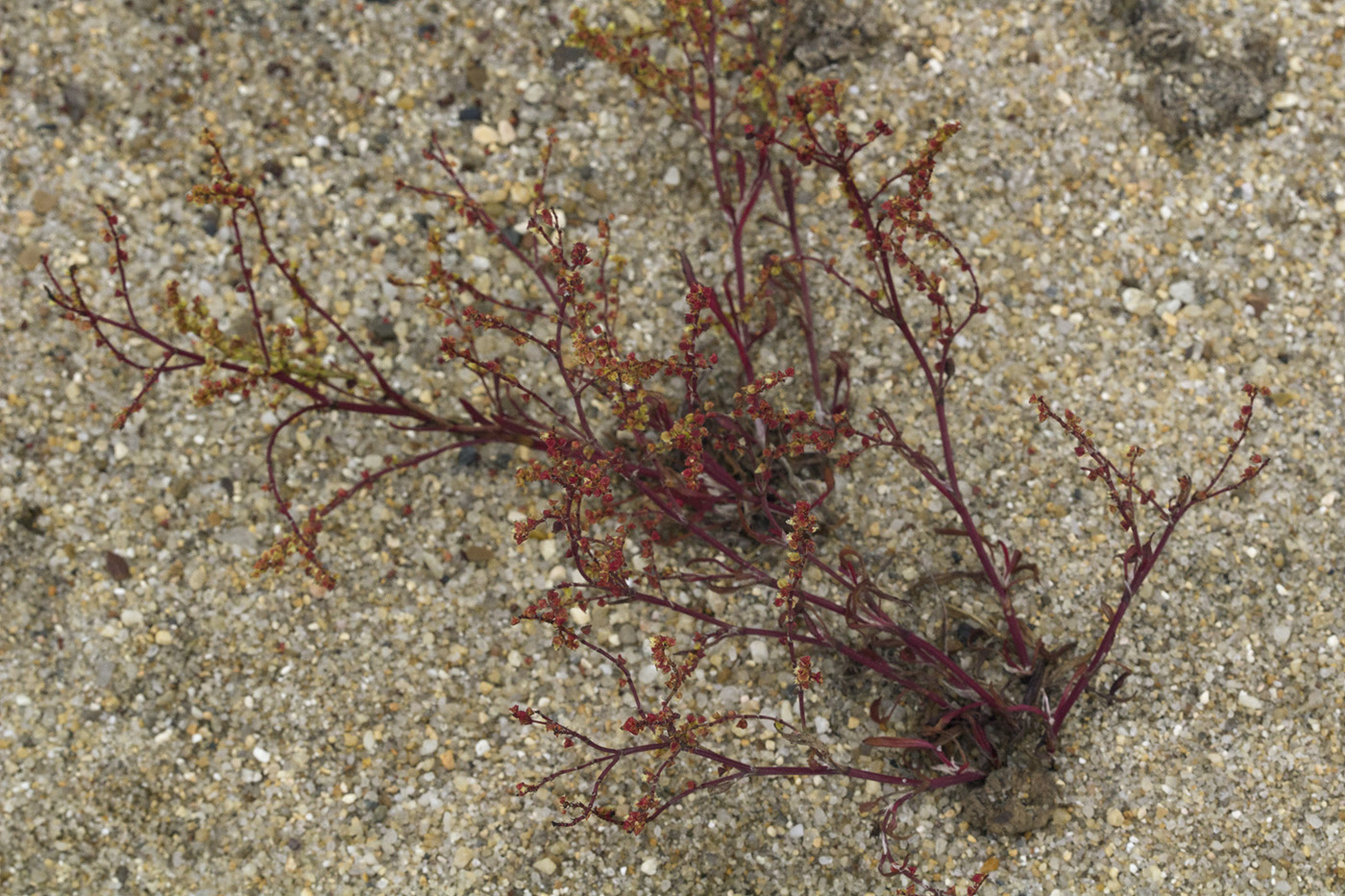 Image of genus Rumex specimen.