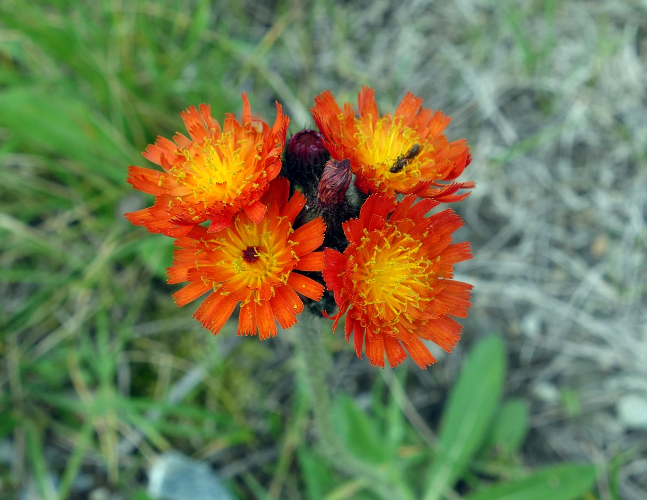 Image of Pilosella aurantiaca specimen.