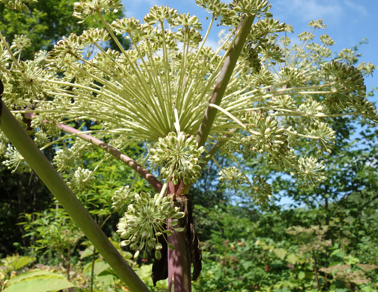 Image of Angelica ursina specimen.