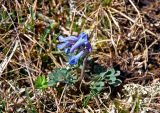 Corydalis pauciflora. Цветущее растение. Алтай, Кош-Агачский р-н, долина р. Аккаллу-Озек, ≈ 2500 м н.у.м., горная тундра. 17.06.2019.