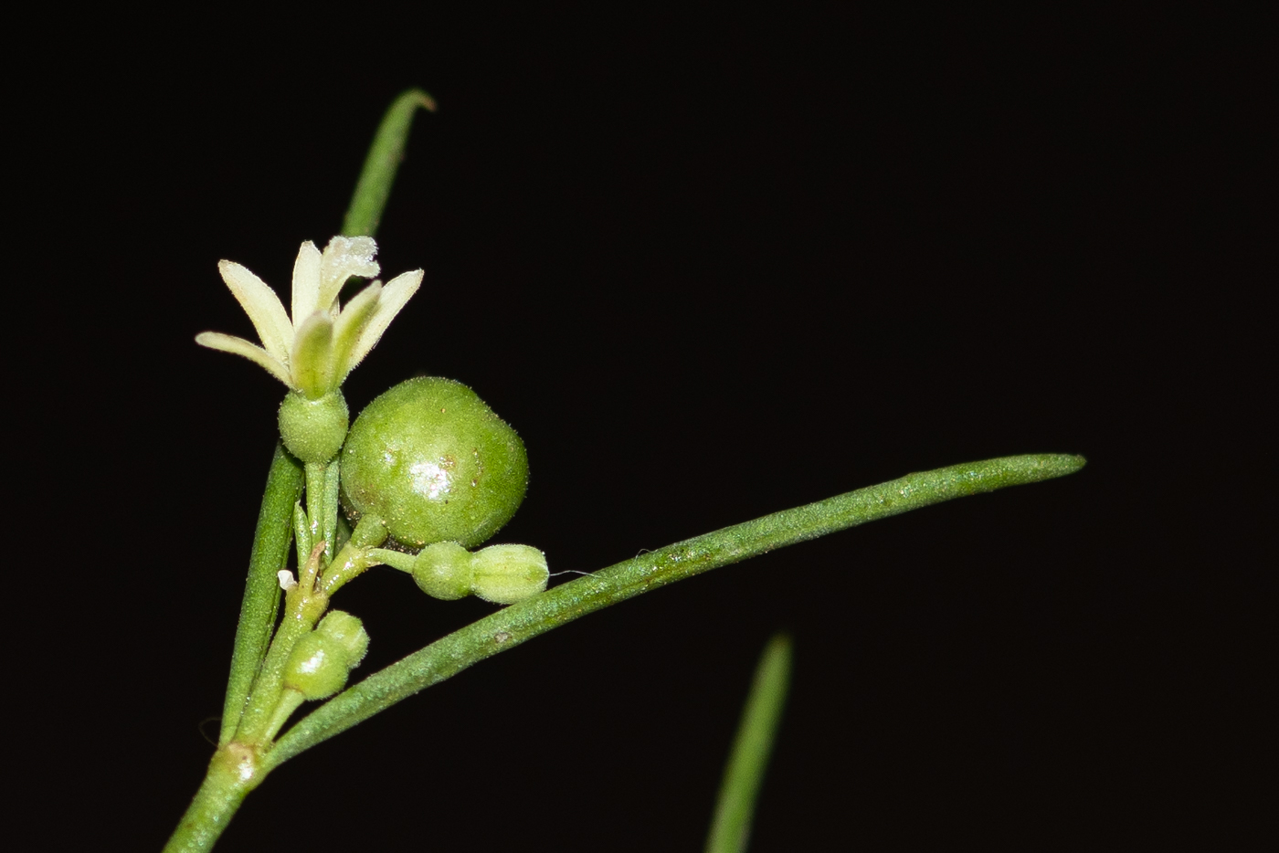 Изображение особи Plocama pendula.