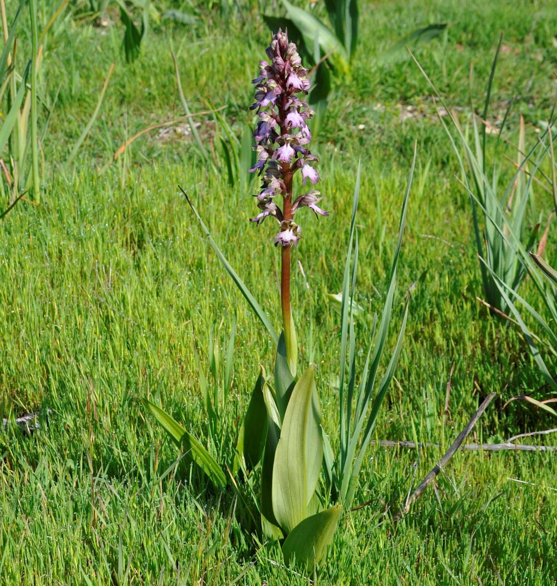 Image of Himantoglossum robertianum specimen.