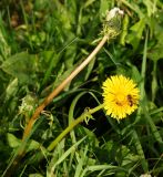 Taraxacum officinale