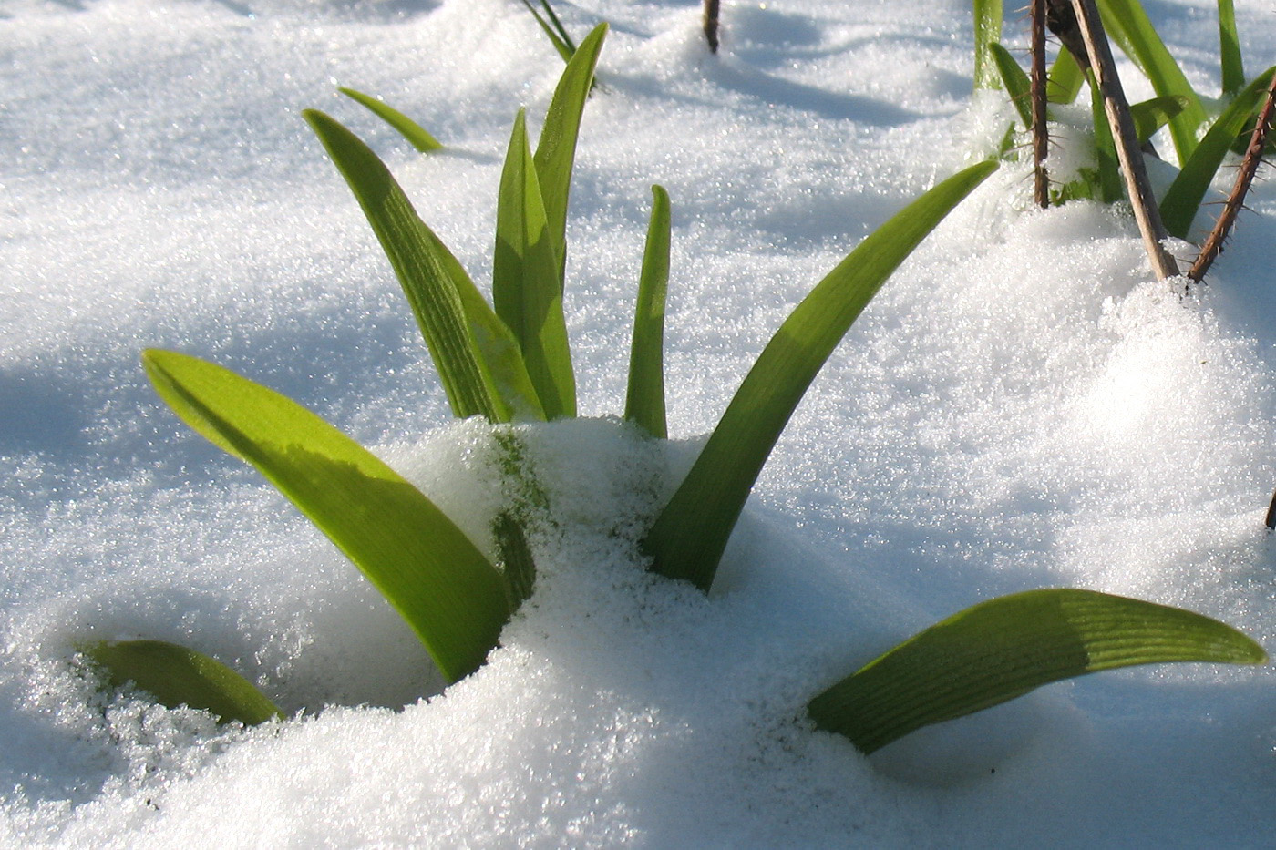 Image of Hemerocallis × hybrida specimen.