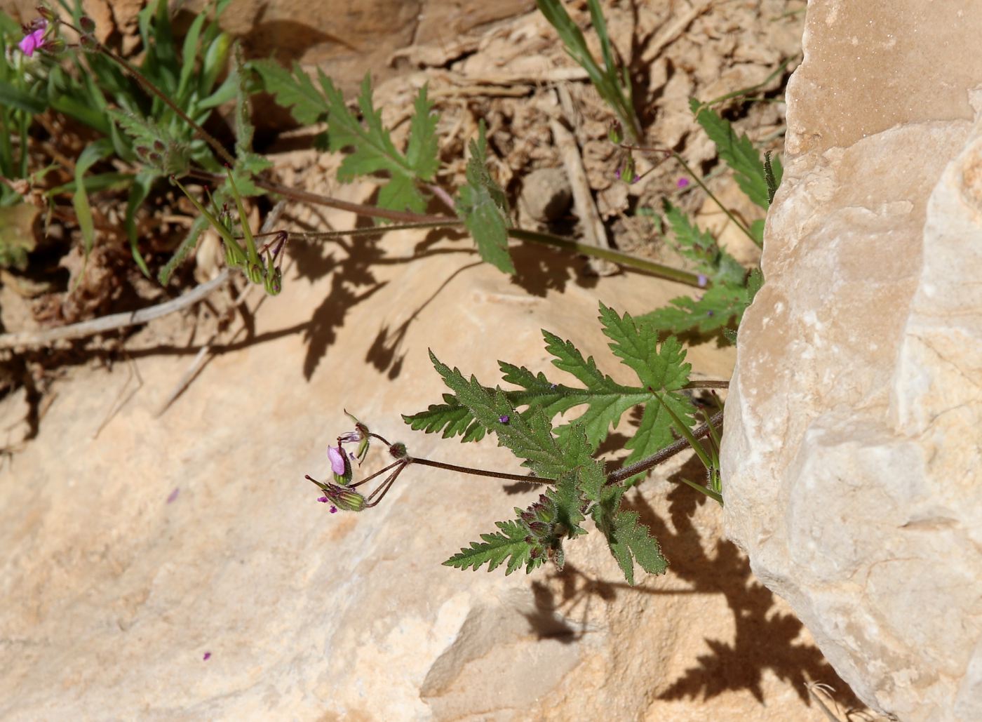 Image of genus Erodium specimen.