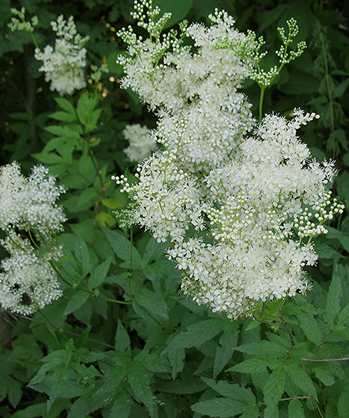 Image of Filipendula ulmaria specimen.