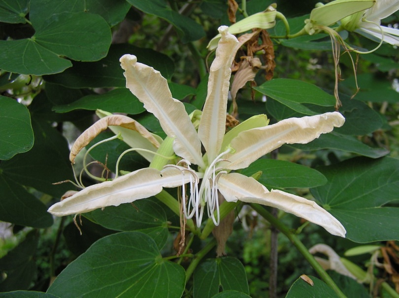 Изображение особи Bauhinia forficata.