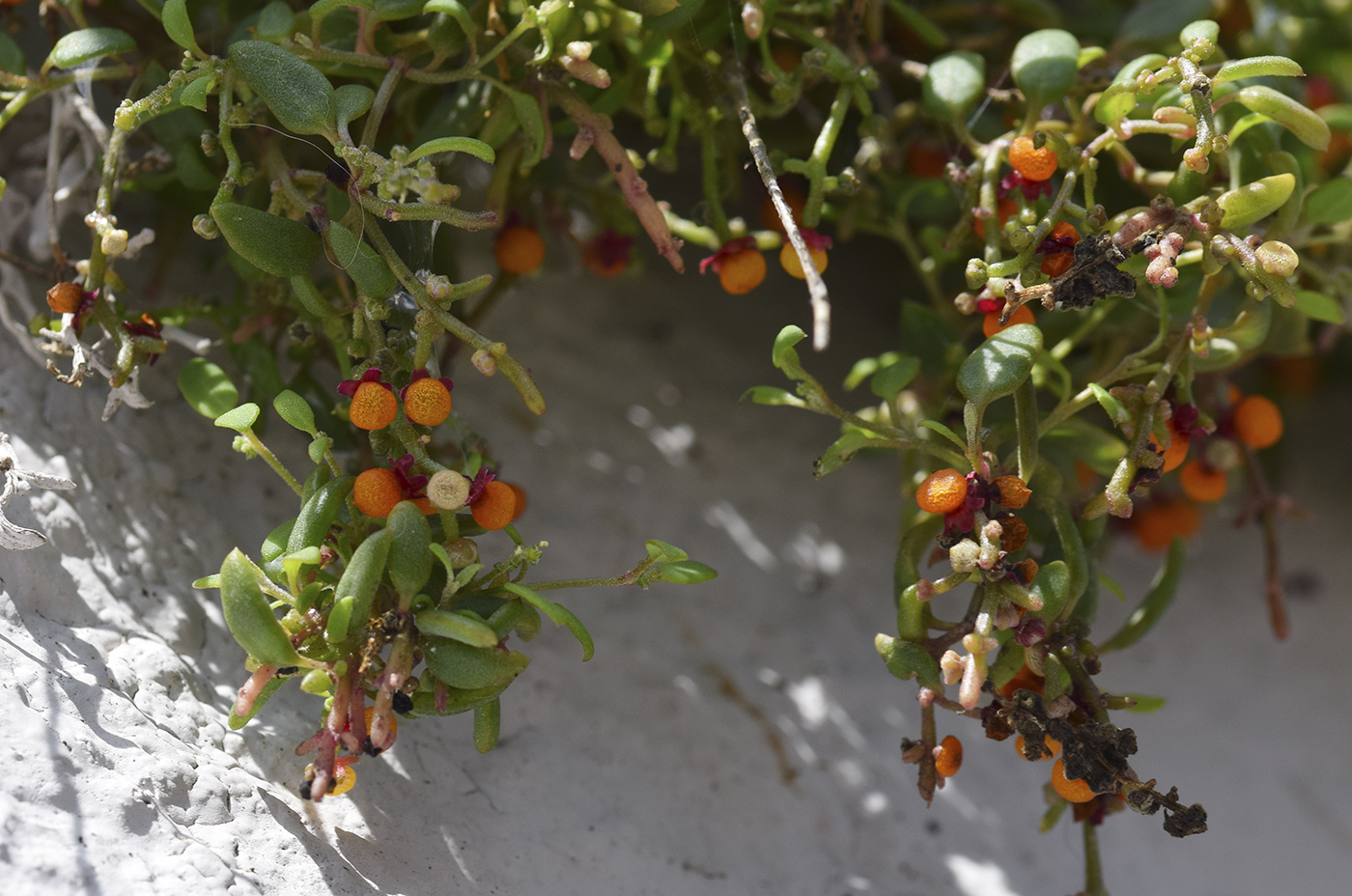 Изображение особи Chenopodium nutans.