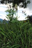 Astragalus uliginosus. Цветущее растение в лесостепном горном поясе. Республика Алтай, Шебалинский р-н, гребень отрога г. Соловковая, около 650 м н.у.м. 28.07.2010.