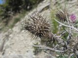Lamyra echinocephala