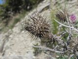 Lamyra echinocephala. Верхушка побега с прошлогодними соплодиями. Краснодарский край, Абинский р-н, хребет Папай, ок. 700 м н.у.м., известняковый склон. 14.05.2020.