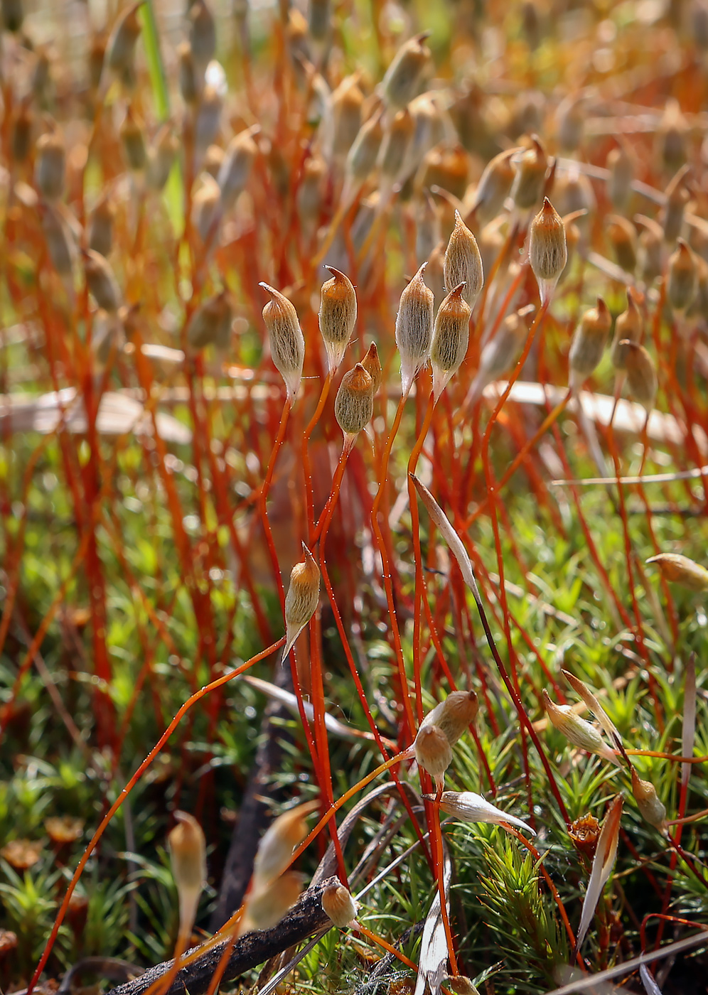 Изображение особи Polytrichum juniperinum.