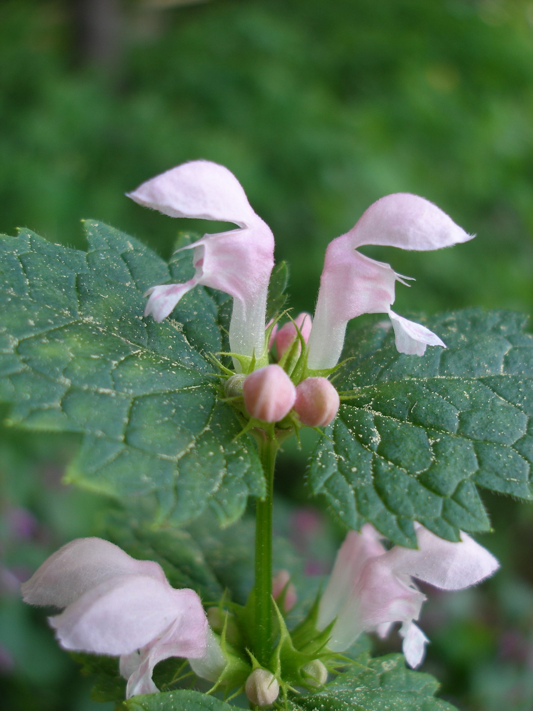 Image of Lamium maculatum specimen.