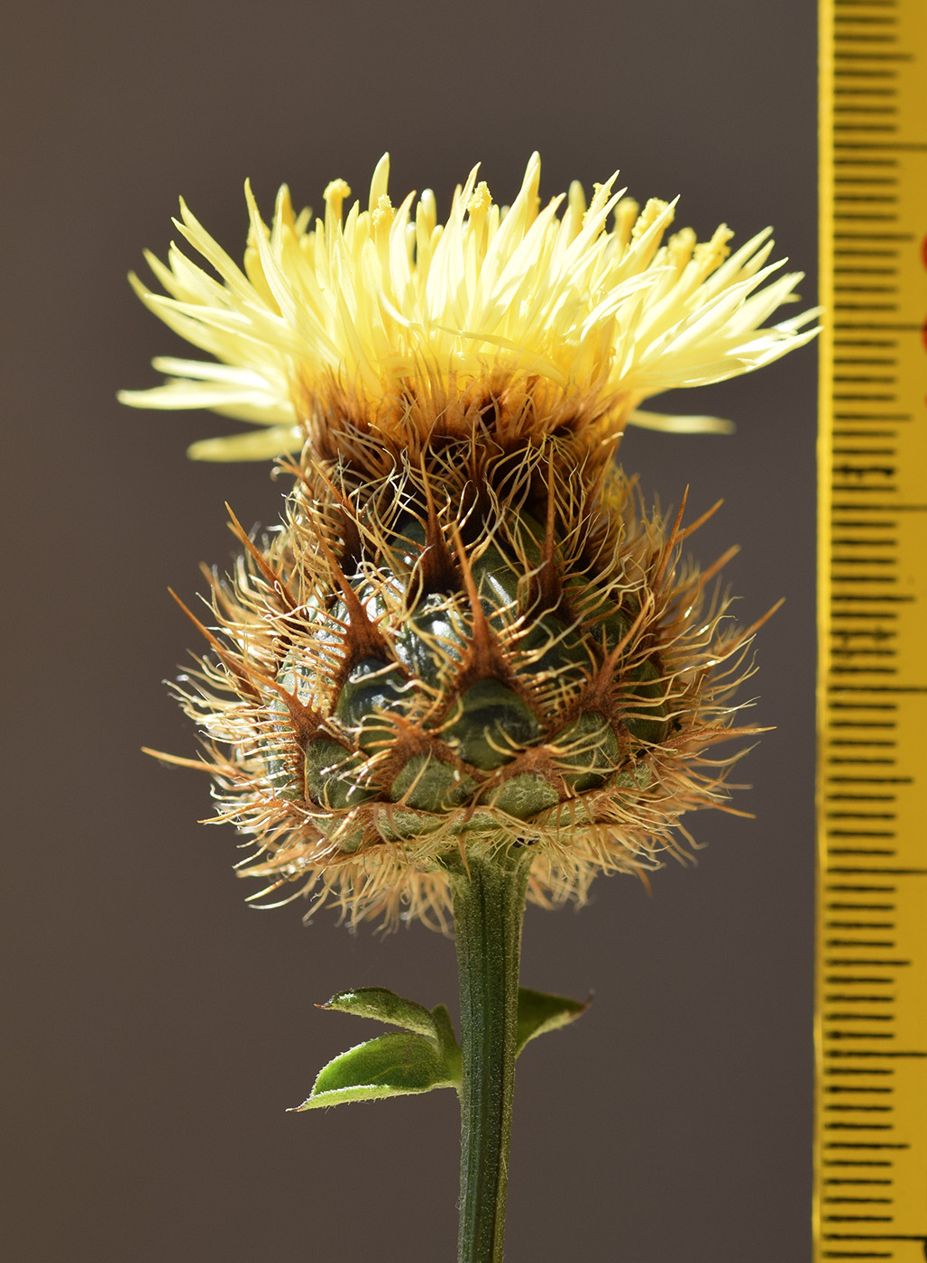 Изображение особи Centaurea collina.