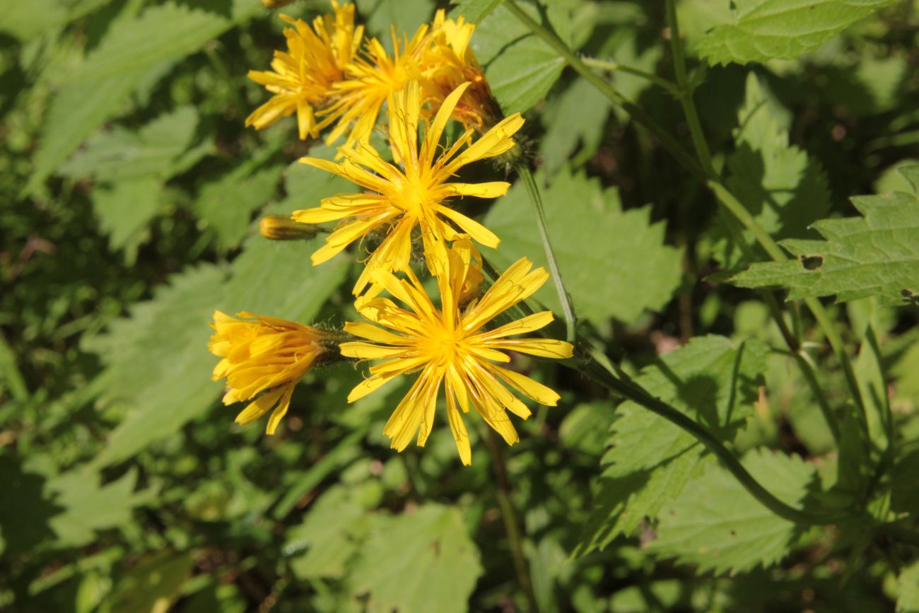 Image of Crepis paludosa specimen.