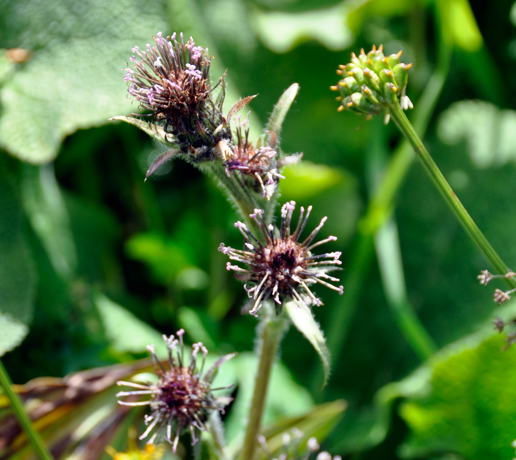 Image of Saussurea sordida specimen.