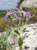 Aster ibericus. Верхушка побега с соцветиями. Крым, Байдарская долина, склон горы Чуваш-Кой. 24.07.2020.