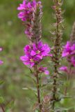 Lythrum salicaria