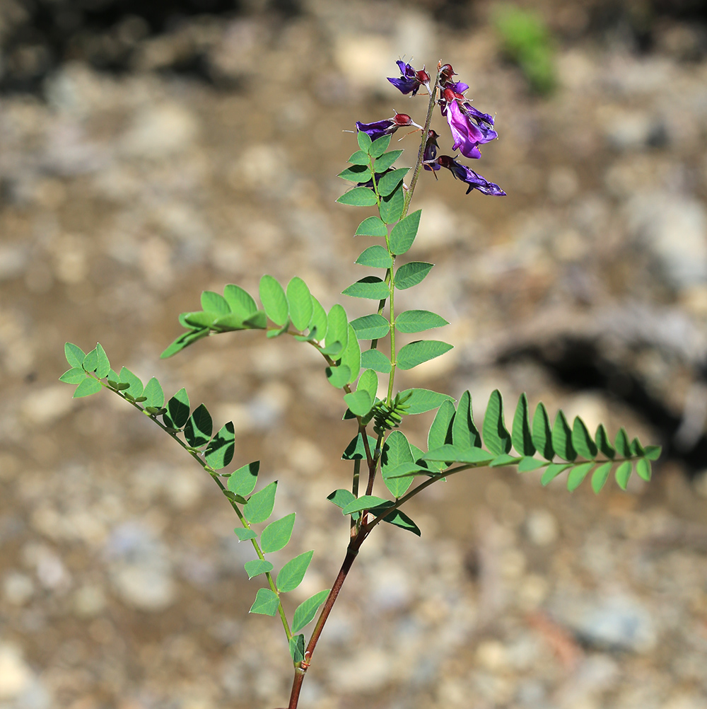 Image of Hedysarum branthii specimen.