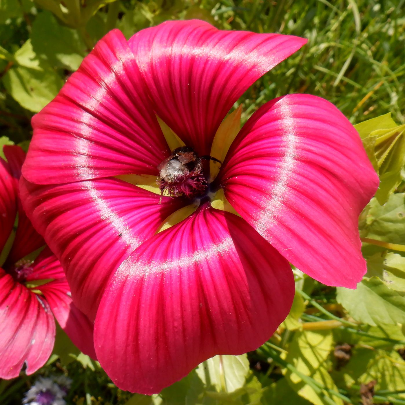 Изображение особи Malope trifida.