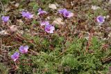 Erodium absinthoides