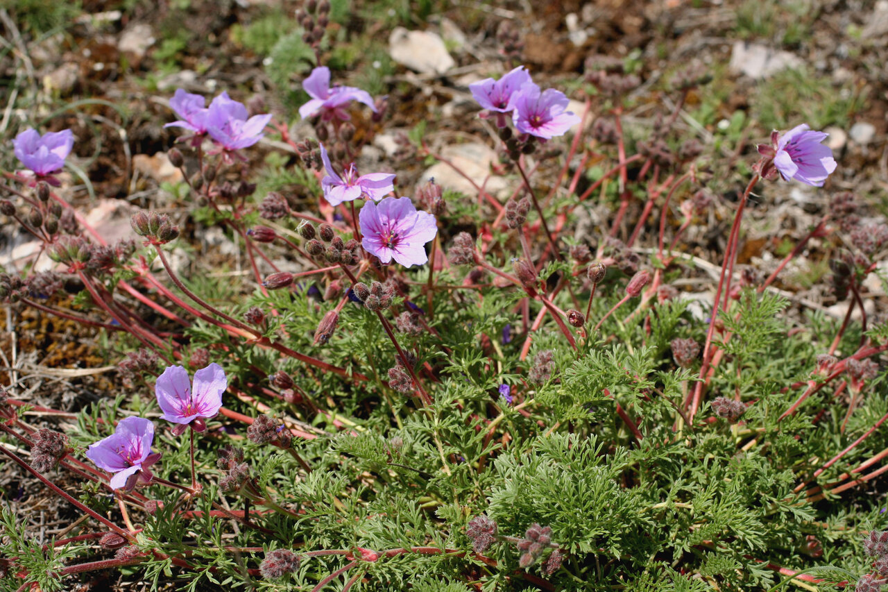 Изображение особи Erodium absinthoides.