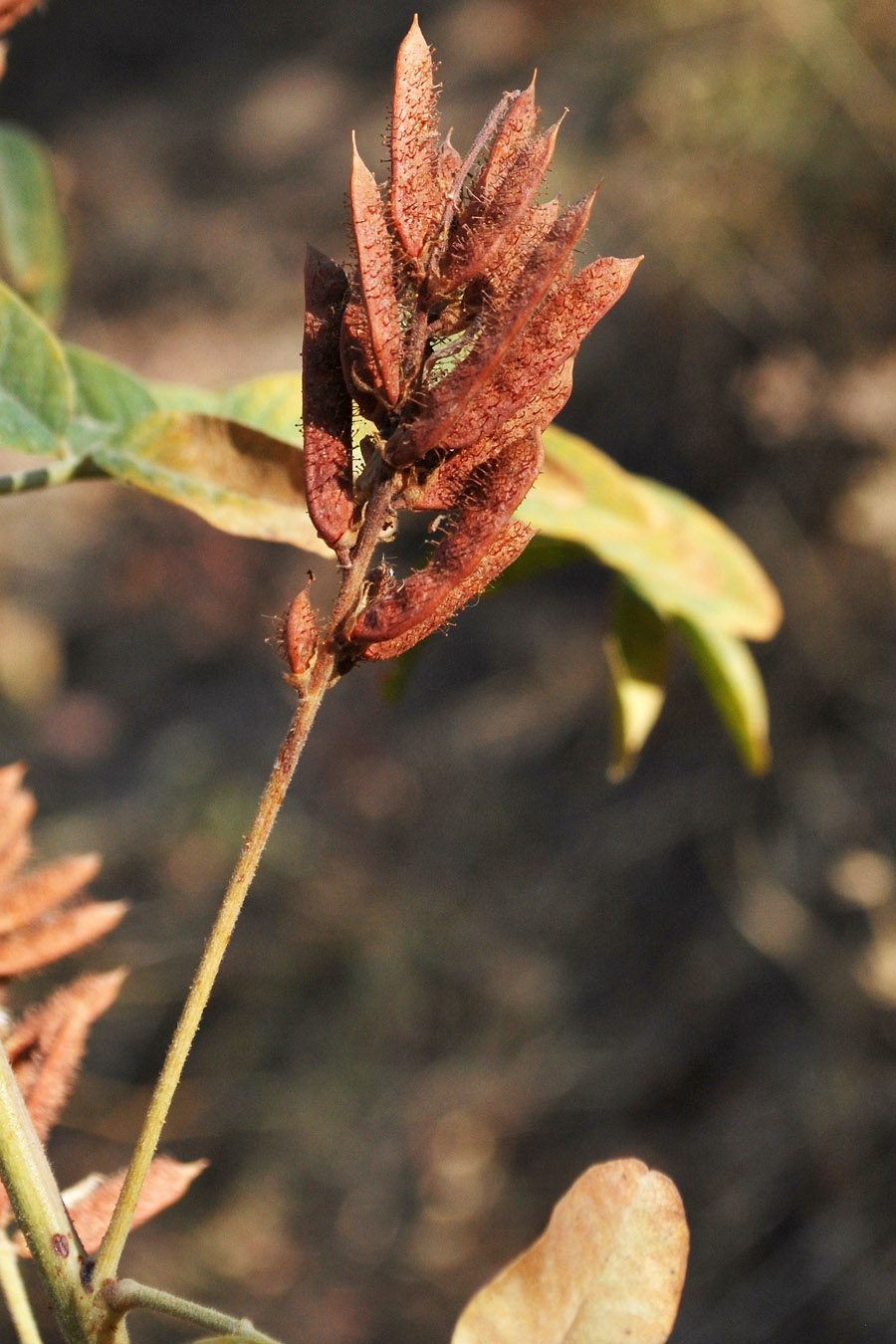 Image of Glycyrrhiza nadezhinae specimen.