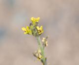 Sisymbrium officinale. Верхушка соцветия. Перу, регион Куско, пос. Ollantaytambo, археологический комплекс. 11.10.2019.