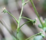 Thalictrum alpinum