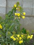 Oenothera glazioviana