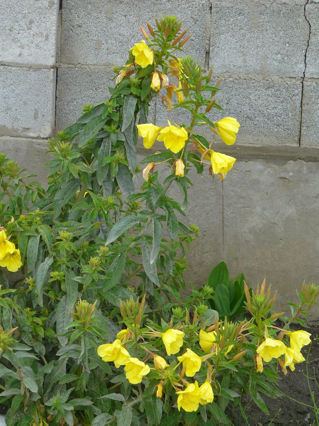 Изображение особи Oenothera glazioviana.