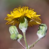 Sonchus tenerrimus