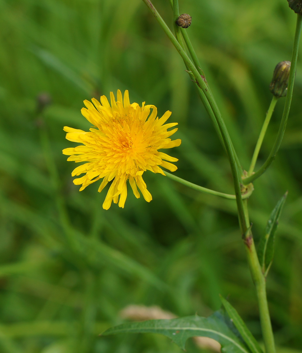 Image of Sonchus arvensis ssp. uliginosus specimen.