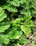 Heracleum sosnowskyi