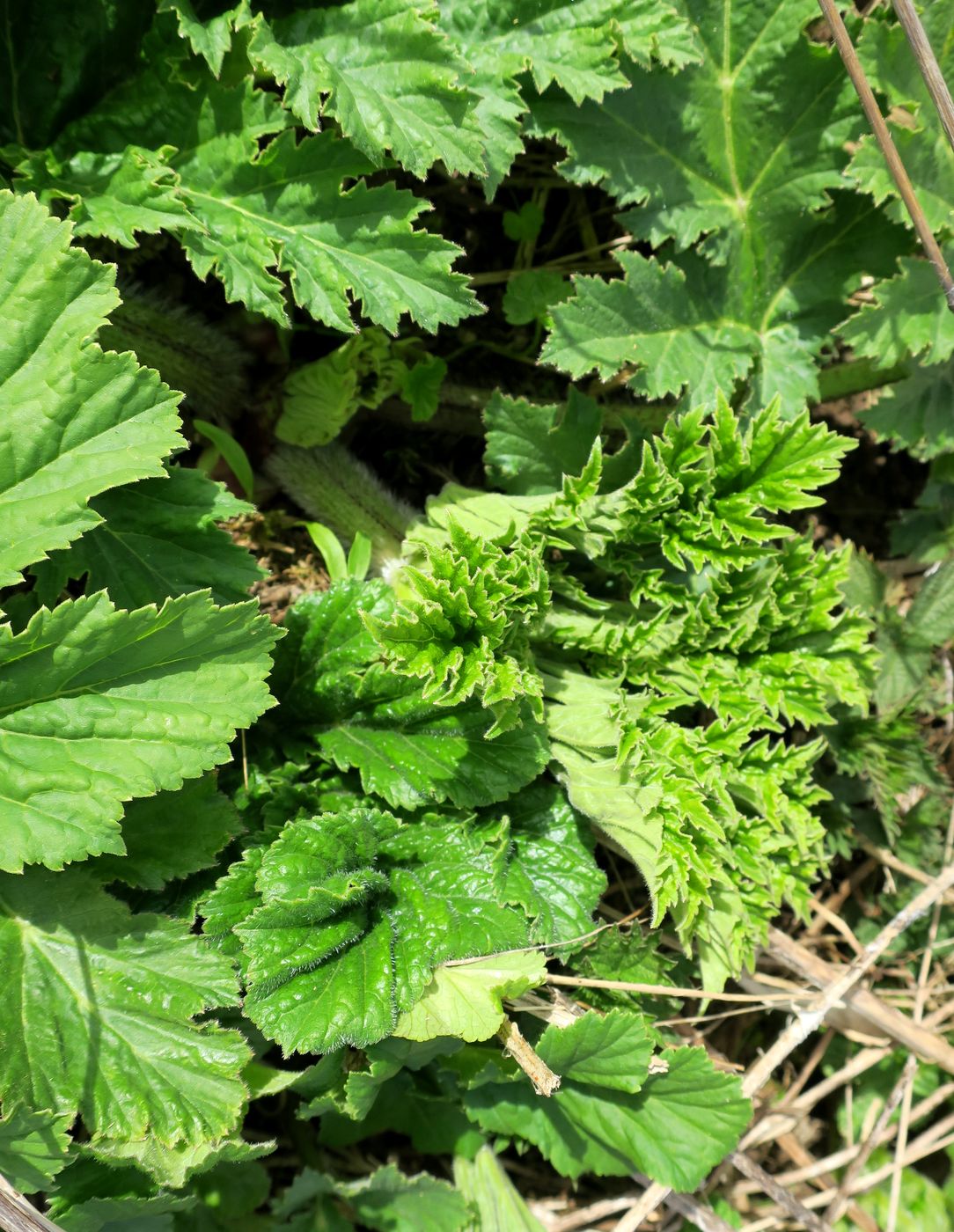 Image of Heracleum sosnowskyi specimen.