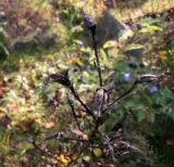 Aconitum × stoerkianum. Верхушка побега с погибшими завязями и созревшим плодом. Тверская обл., Весьегонск, в культуре. 3 октября 2020 г.