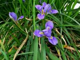 Iris unguicularis