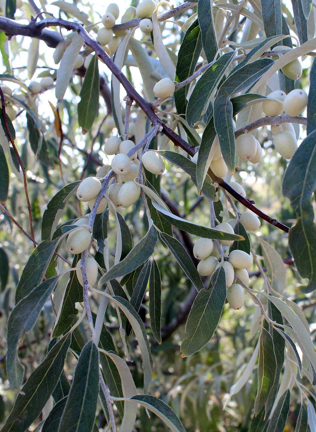 Image of Elaeagnus angustifolia specimen.