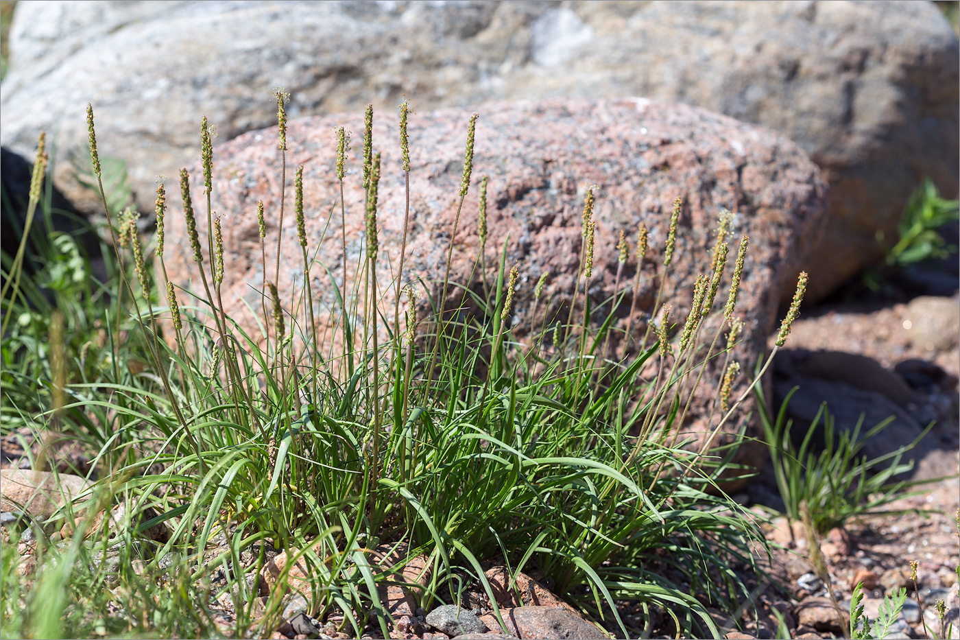 Изображение особи Plantago maritima.