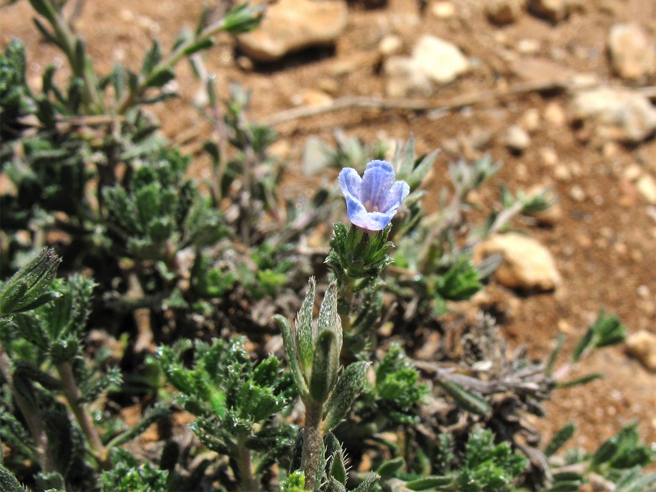 Изображение особи Lithodora hispidula.